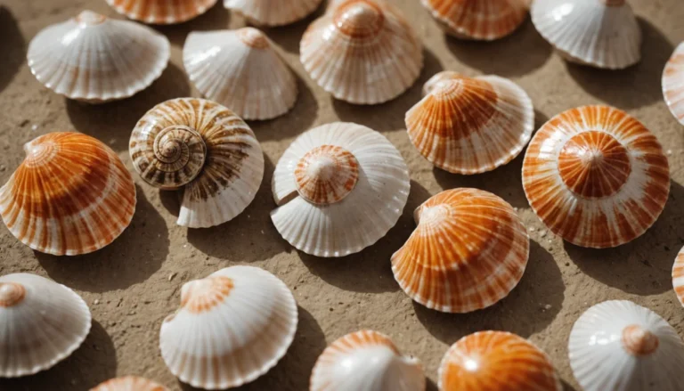 oeil de sainte lucie coquillage
